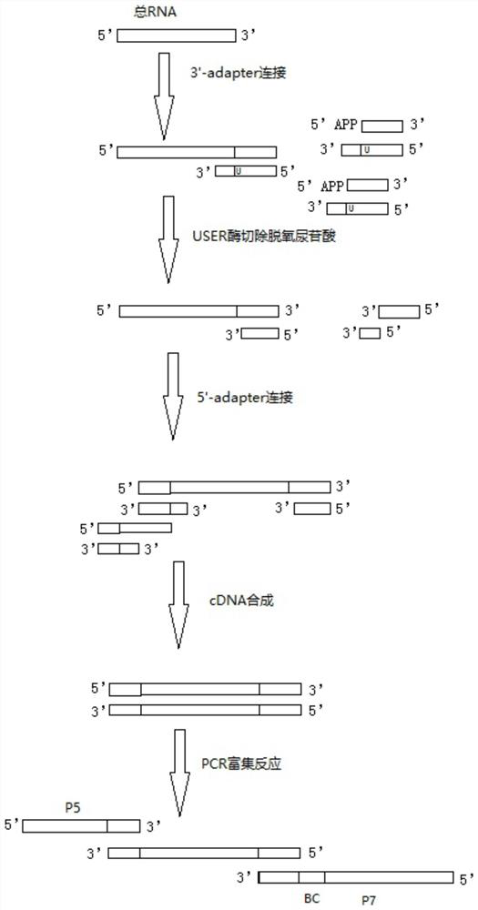 Library building method for sRNA sequencing