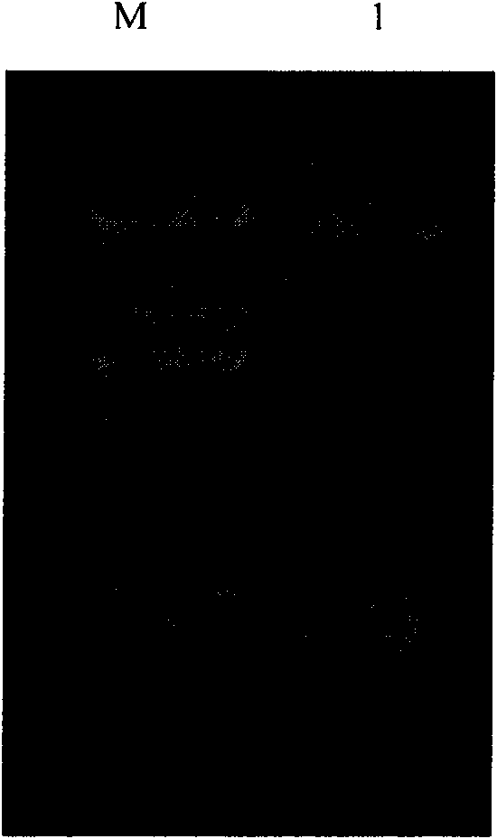 Eimeria tenella heat shock protein 60 gene as well as cloning, expression and application thereof