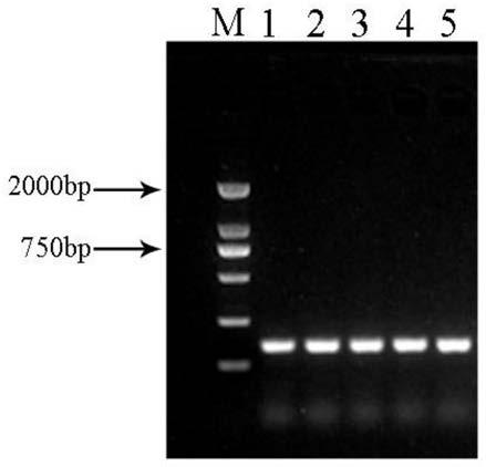 Alfalfa draught resistant gene MsTHI1 and encoded protein and application thereof