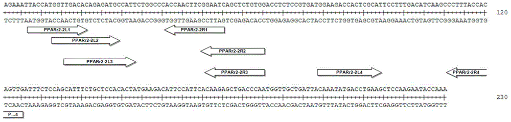 Transcriptional activation subsample effect factor nuclease and coding gene and application thereof