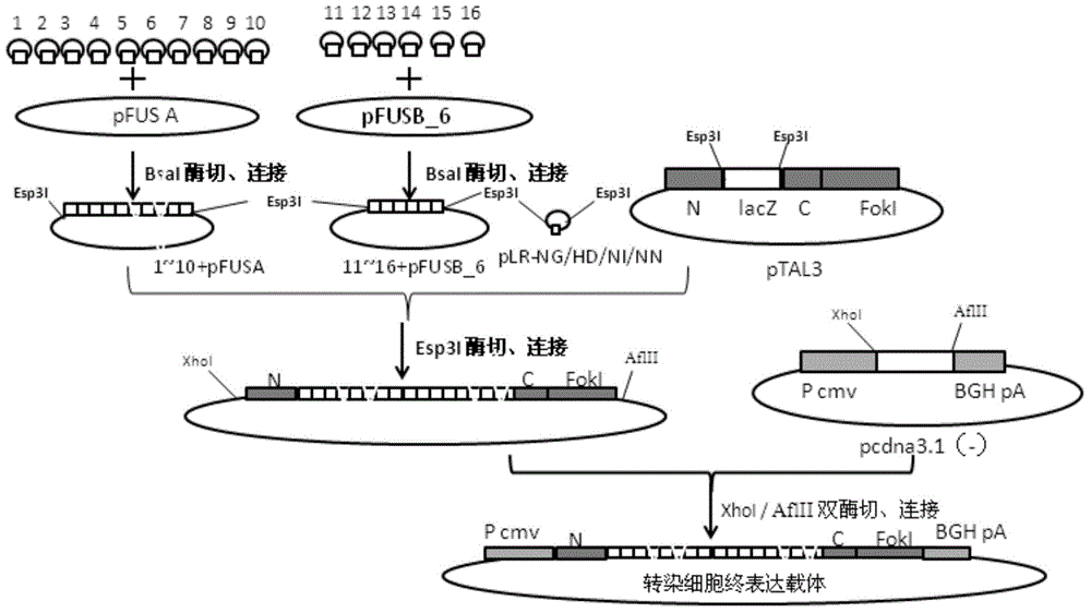 Transcriptional activation subsample effect factor nuclease and coding gene and application thereof