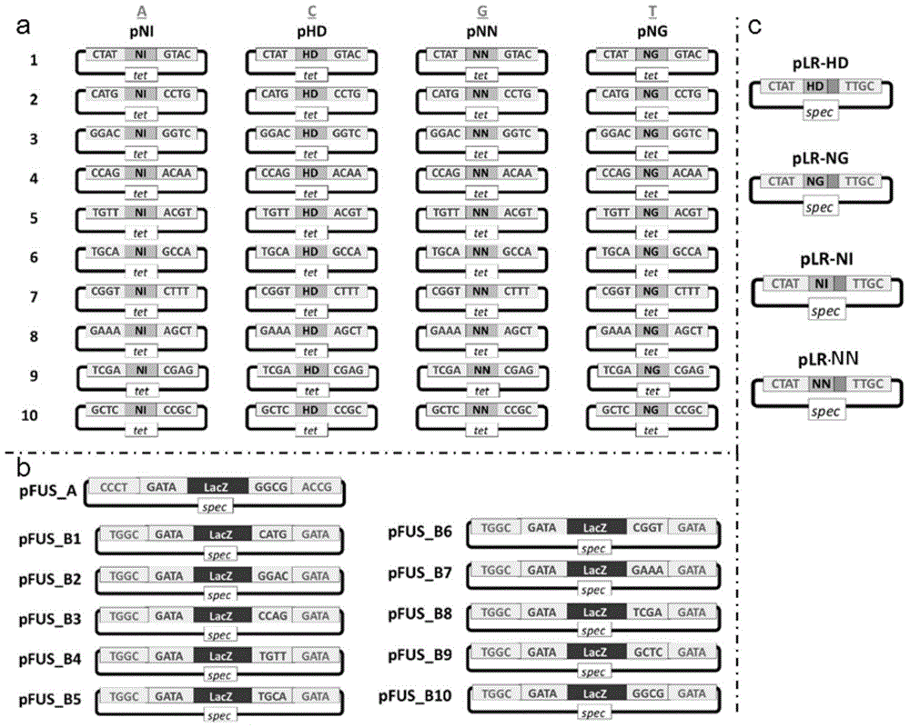 Transcriptional activation subsample effect factor nuclease and coding gene and application thereof