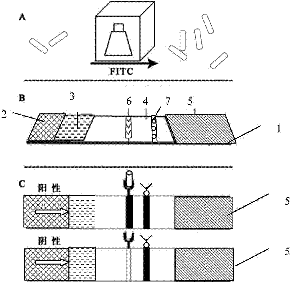 Sandwich type immunochromatographic test paper for detection of Escherichia coli o157:h7