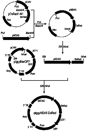 A kind of chicken mda5 gene promoter and application thereof