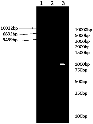 A kind of chicken mda5 gene promoter and application thereof