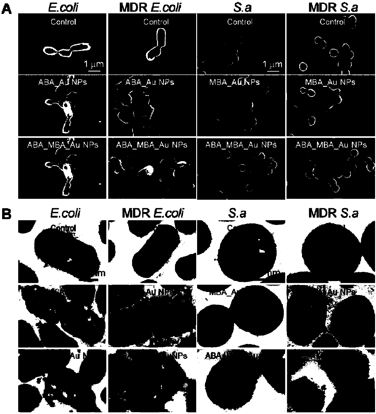 Gold nanoparticle with Gram selectivity and modified with phenylboronic acid and derivatives of phenylboronic acid and preparation method and application of gold nanoparticle