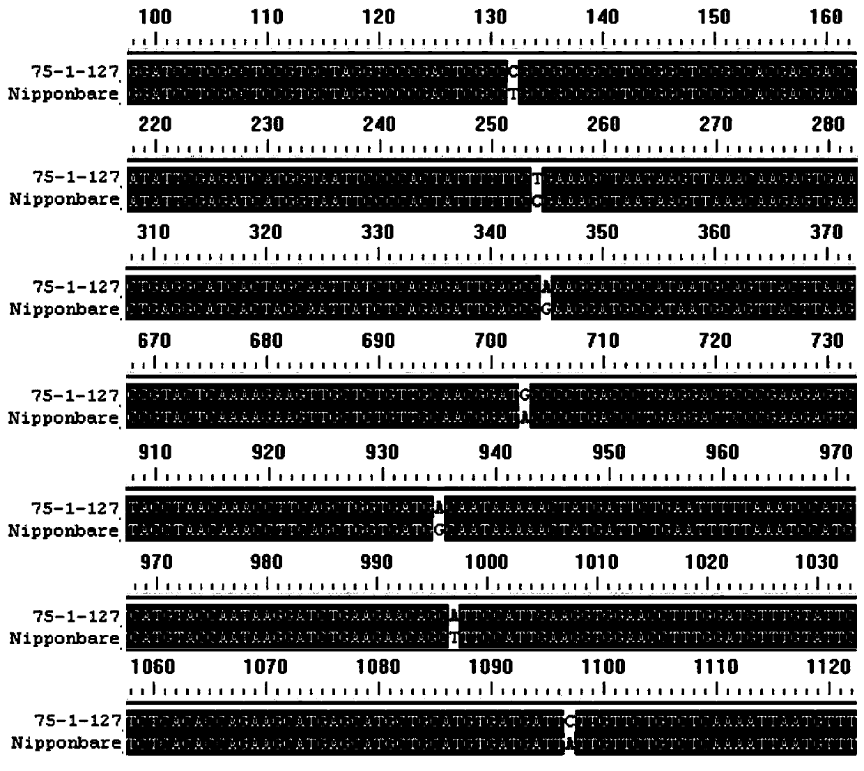 Application of OsDUF6 gene to improvement of drought resistance of rice