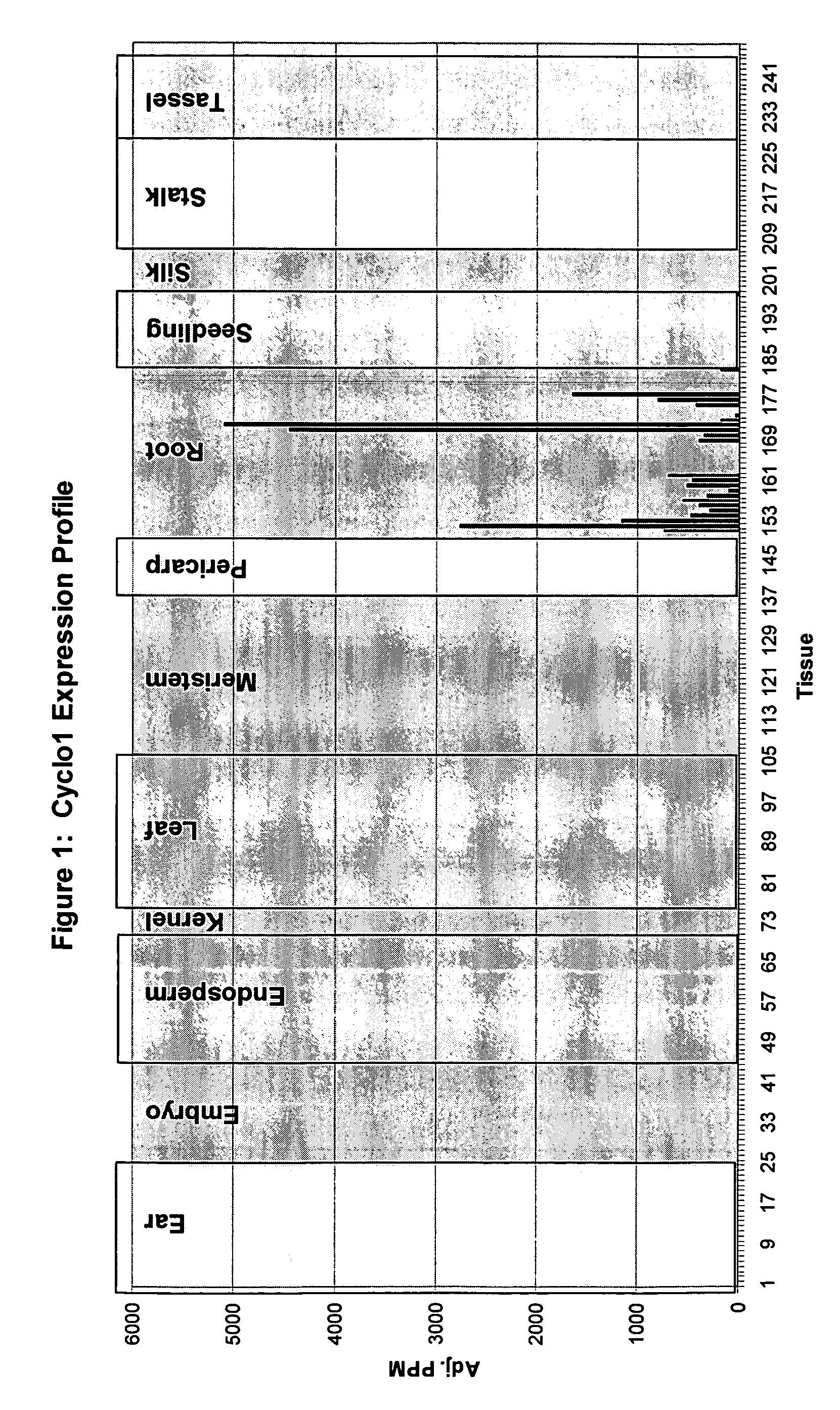 Maize Cyclo1 gene and promoter