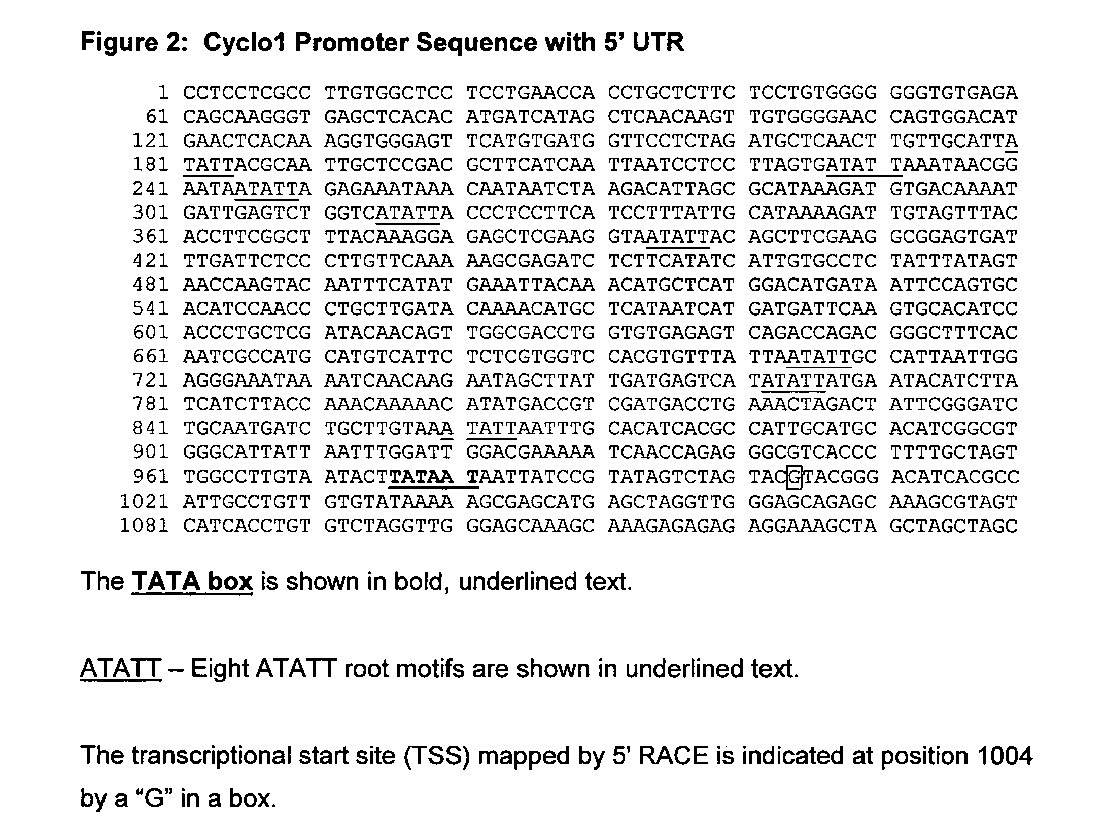 Maize Cyclo1 gene and promoter