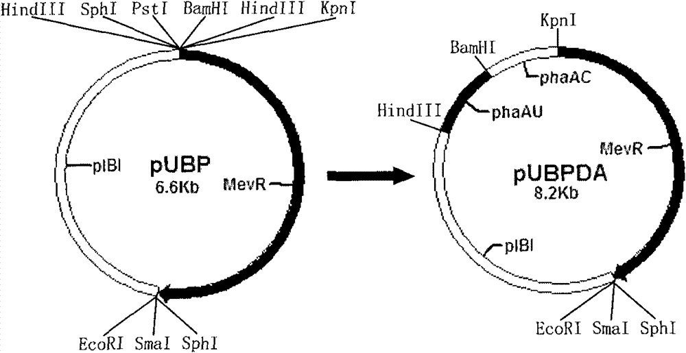 Beta-ketothiolase related to 3-HV monomer synthesis of PHBV, coding gene thereof, and application thereof