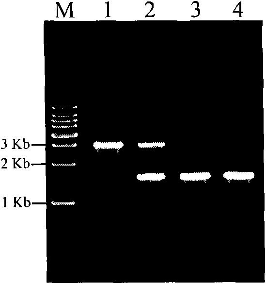 Beta-ketothiolase related to 3-HV monomer synthesis of PHBV, coding gene thereof, and application thereof