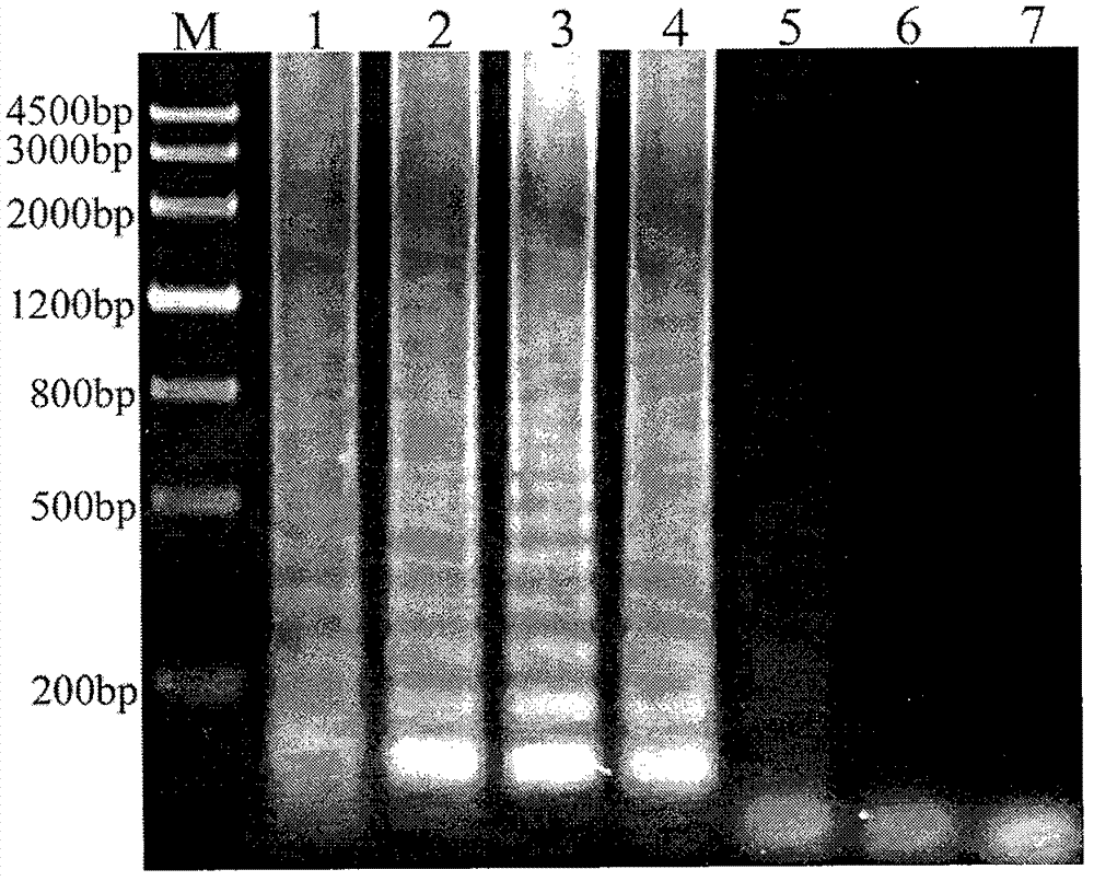 Reverse transcription loop-mediated isothermal amplification (RT-LAMP) method for rapidly detecting rice black-streaked dwarf viruses in plant hopper