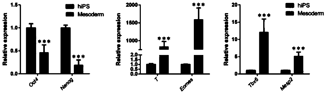 Method for differentiating human pluripotent stem cells into mesoderm