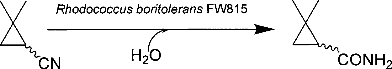 Method for preparing 2,2-dimethyl cyclopropanecarboxamide and bacterial strain thereof by biological catalysis