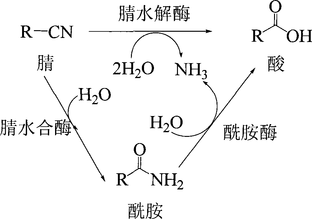 Method for preparing 2,2-dimethyl cyclopropanecarboxamide and bacterial strain thereof by biological catalysis