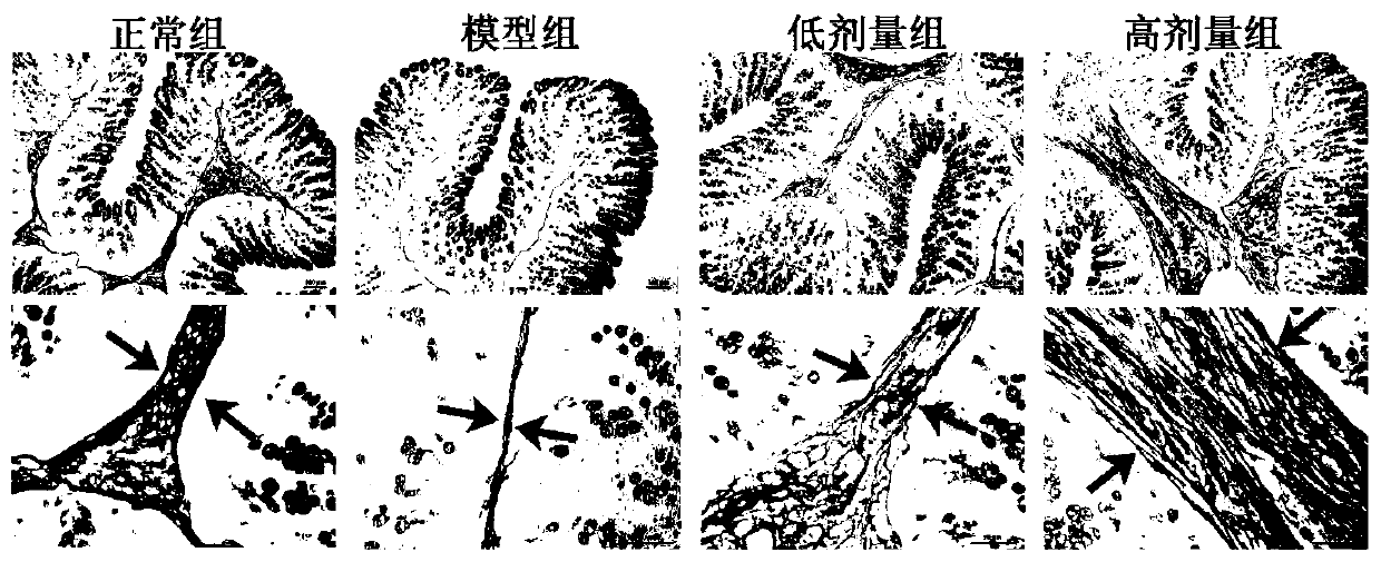 New application of laxative formula using five fruits and vegetables as raw materials and being capable of increasing intestinal mucus layer and protecting intestinal tract