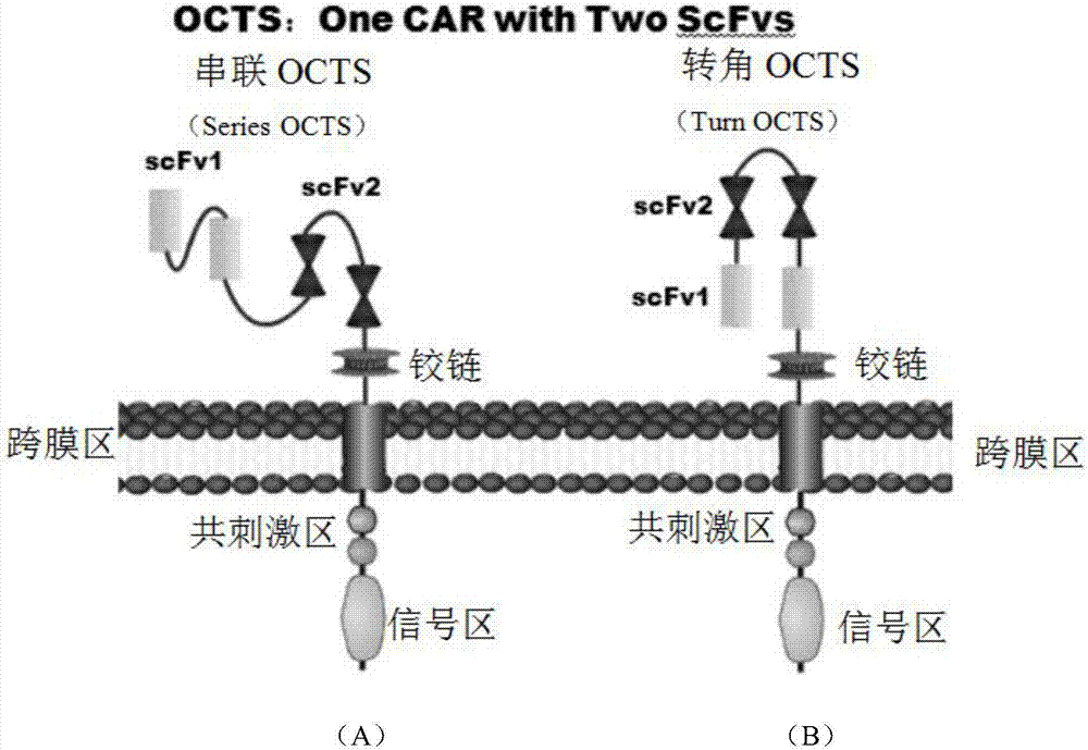 PSCA (prostate stem cell antigen) and PD-L1 targeted CAR based on OCTS (one CAR with two ScFvs)-CAR (chimeric antigen receptor), encoding gene and expression vector