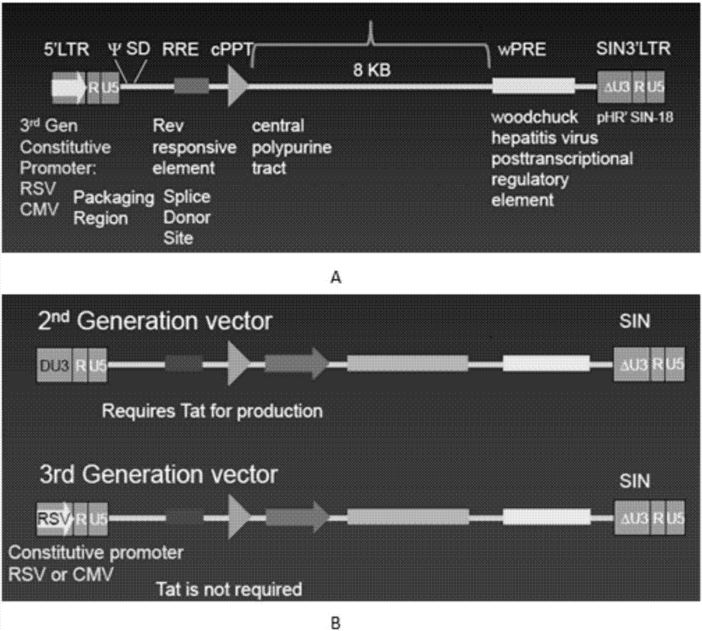 PSCA (prostate stem cell antigen) and PD-L1 targeted CAR based on OCTS (one CAR with two ScFvs)-CAR (chimeric antigen receptor), encoding gene and expression vector