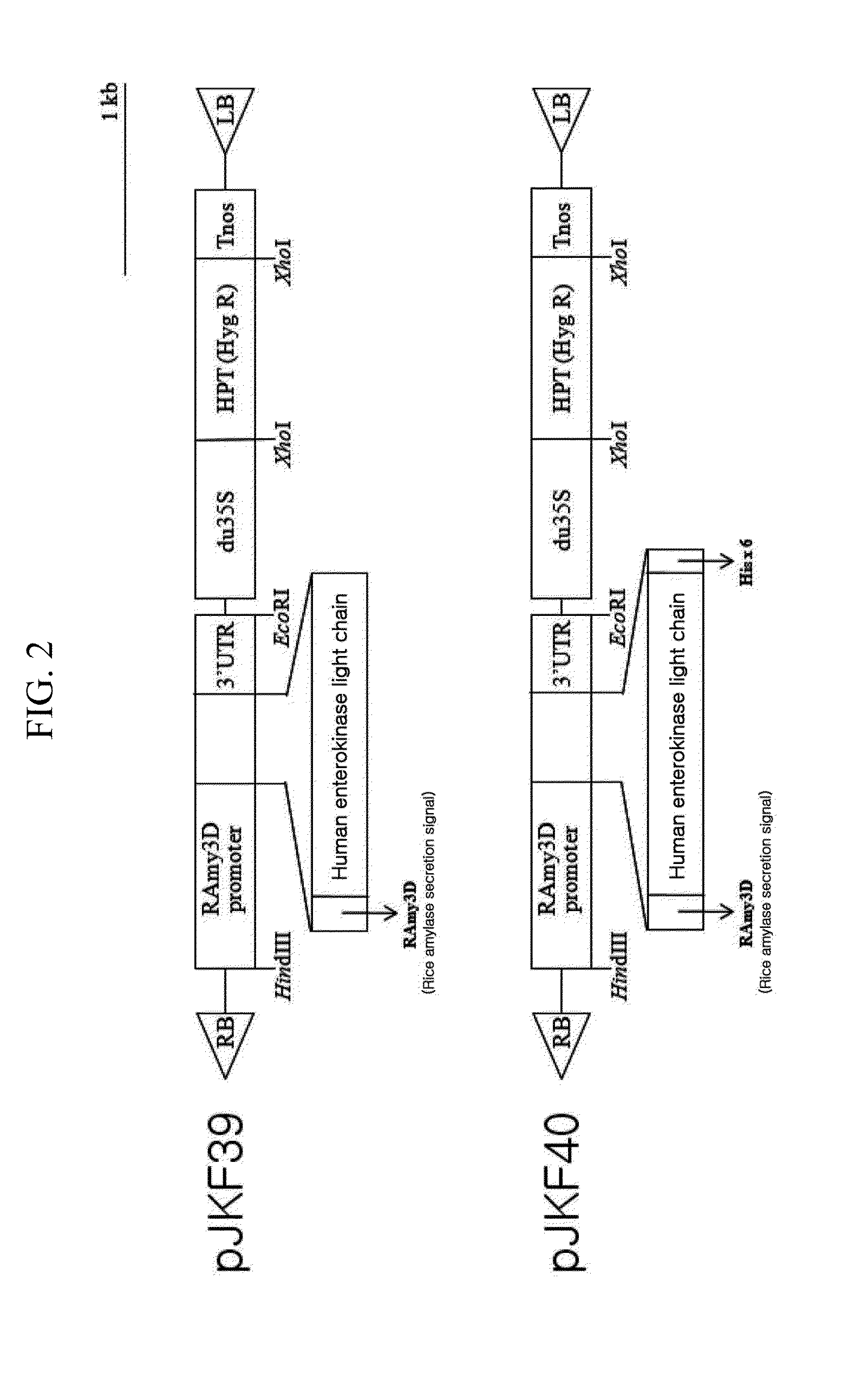 Plant producing human enterokinase light chain protein and uses thereof