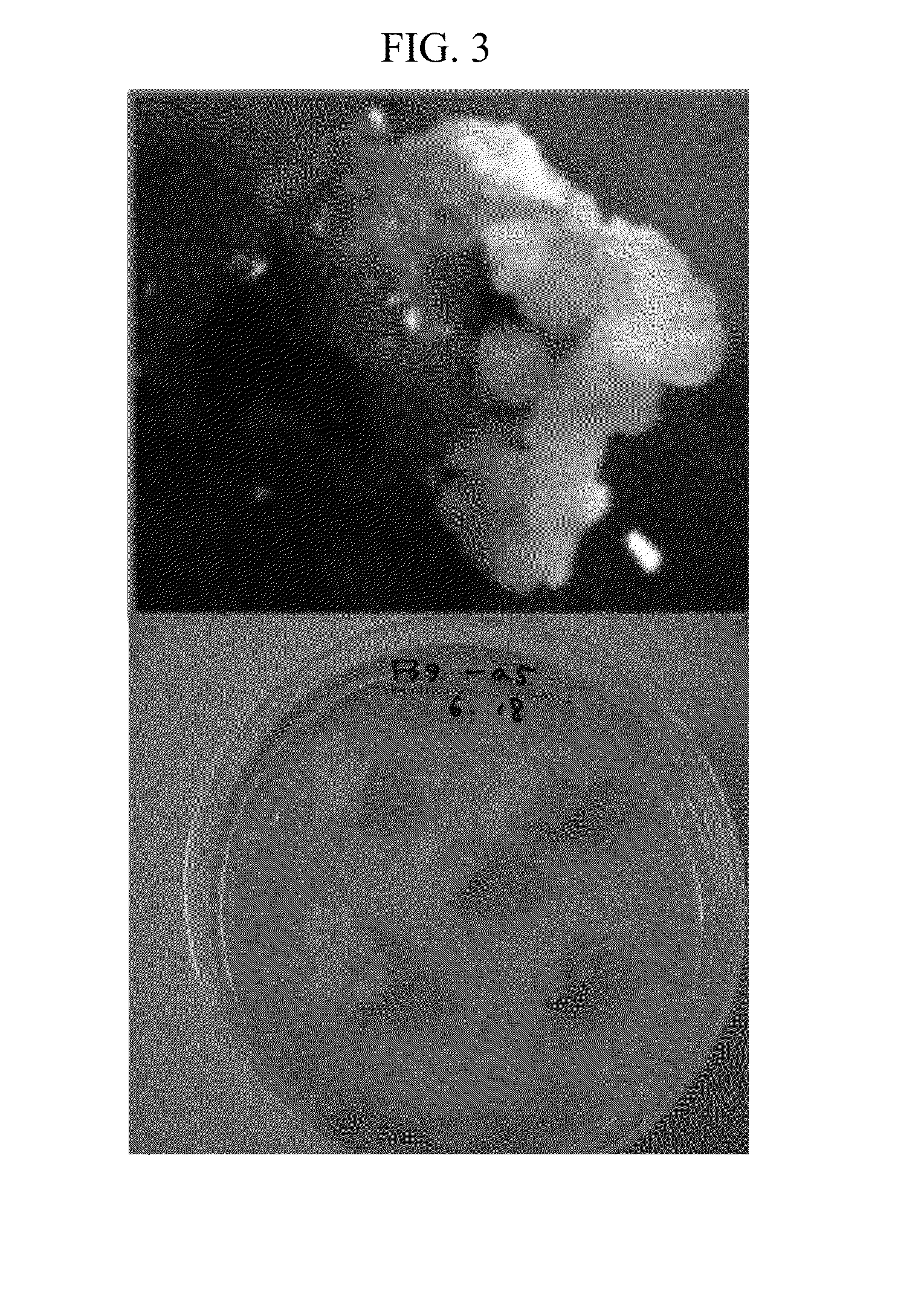 Plant producing human enterokinase light chain protein and uses thereof