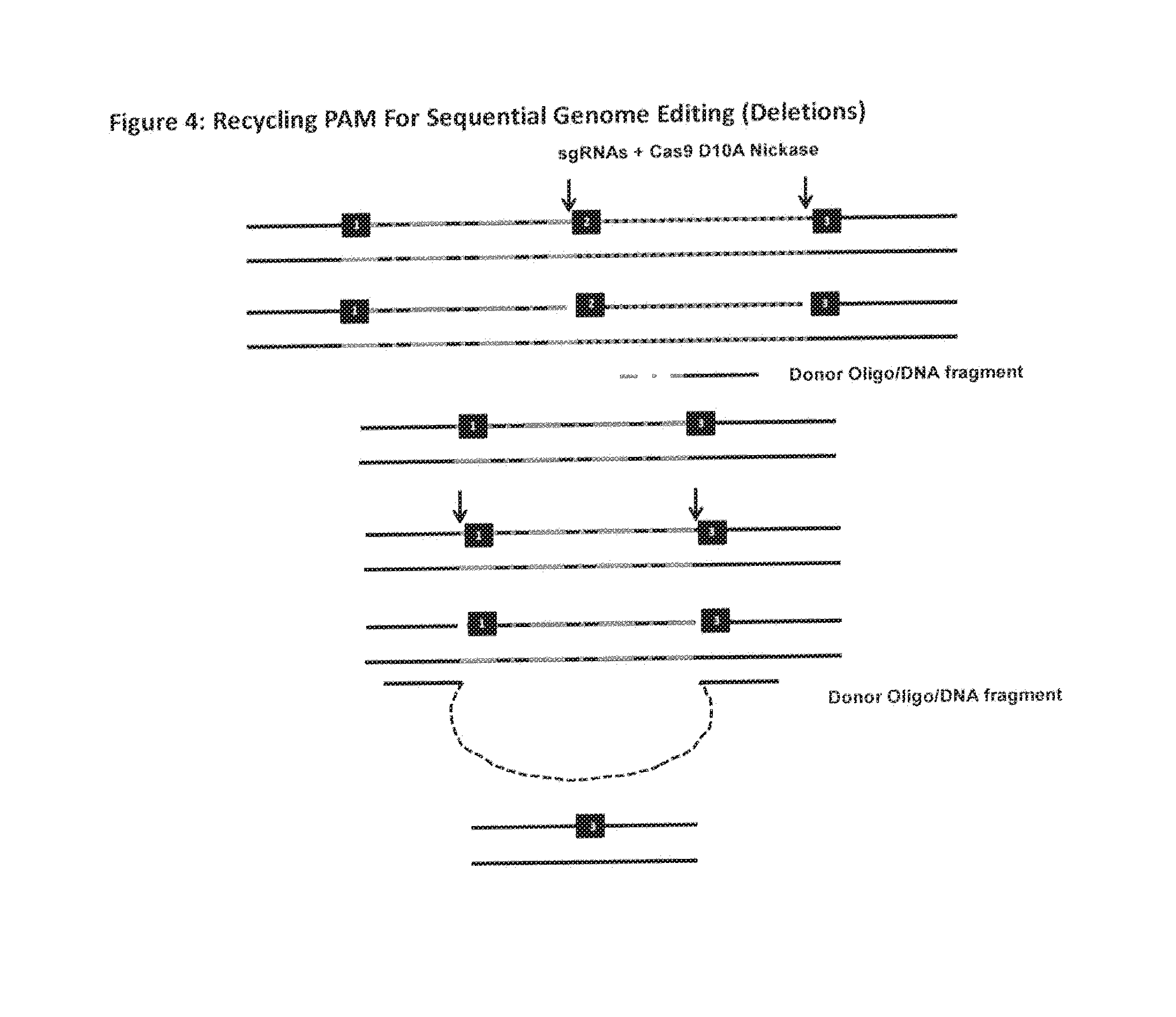 Methods, Cells & Organisms