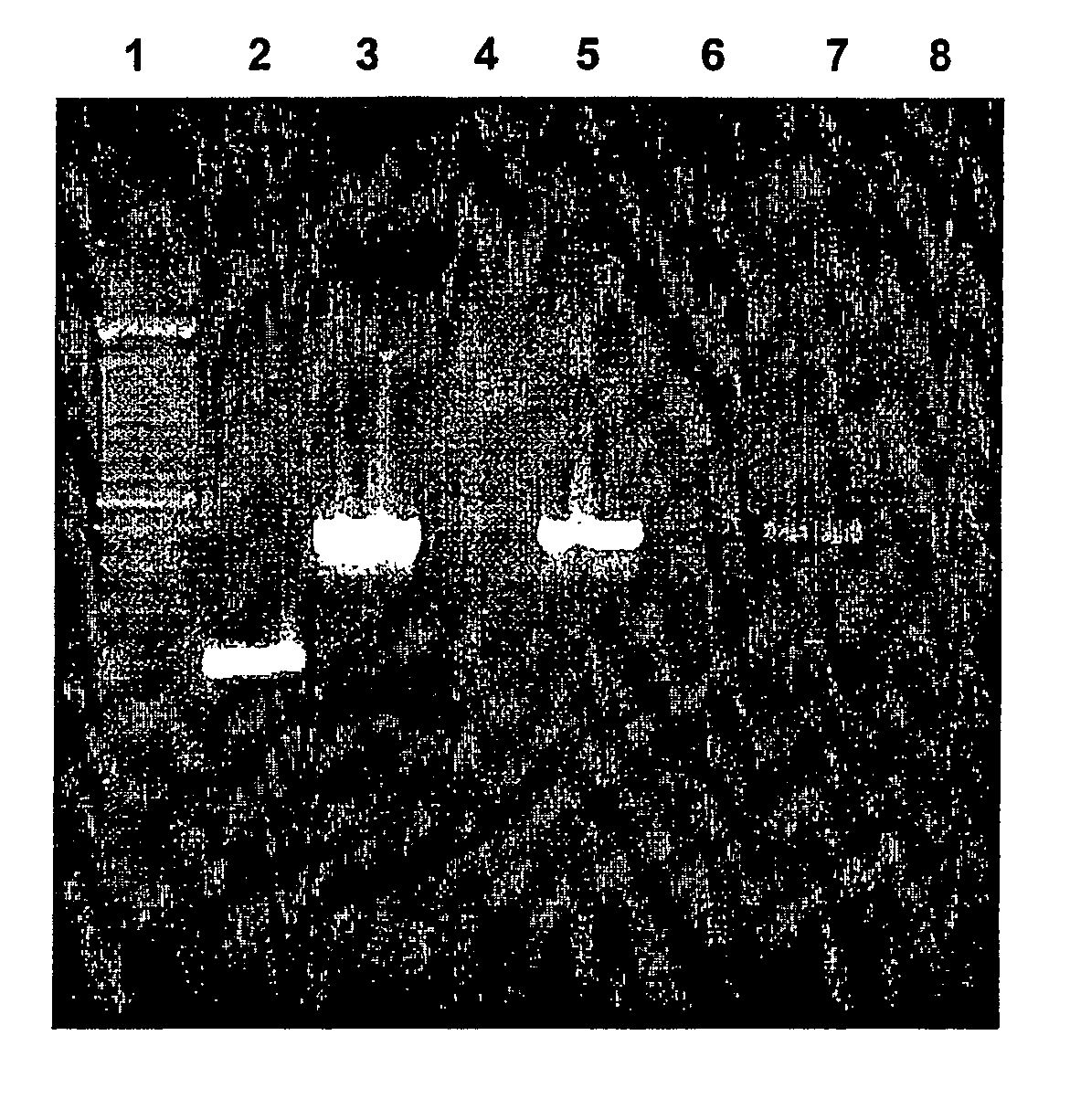 Method for isolating hepatocytes