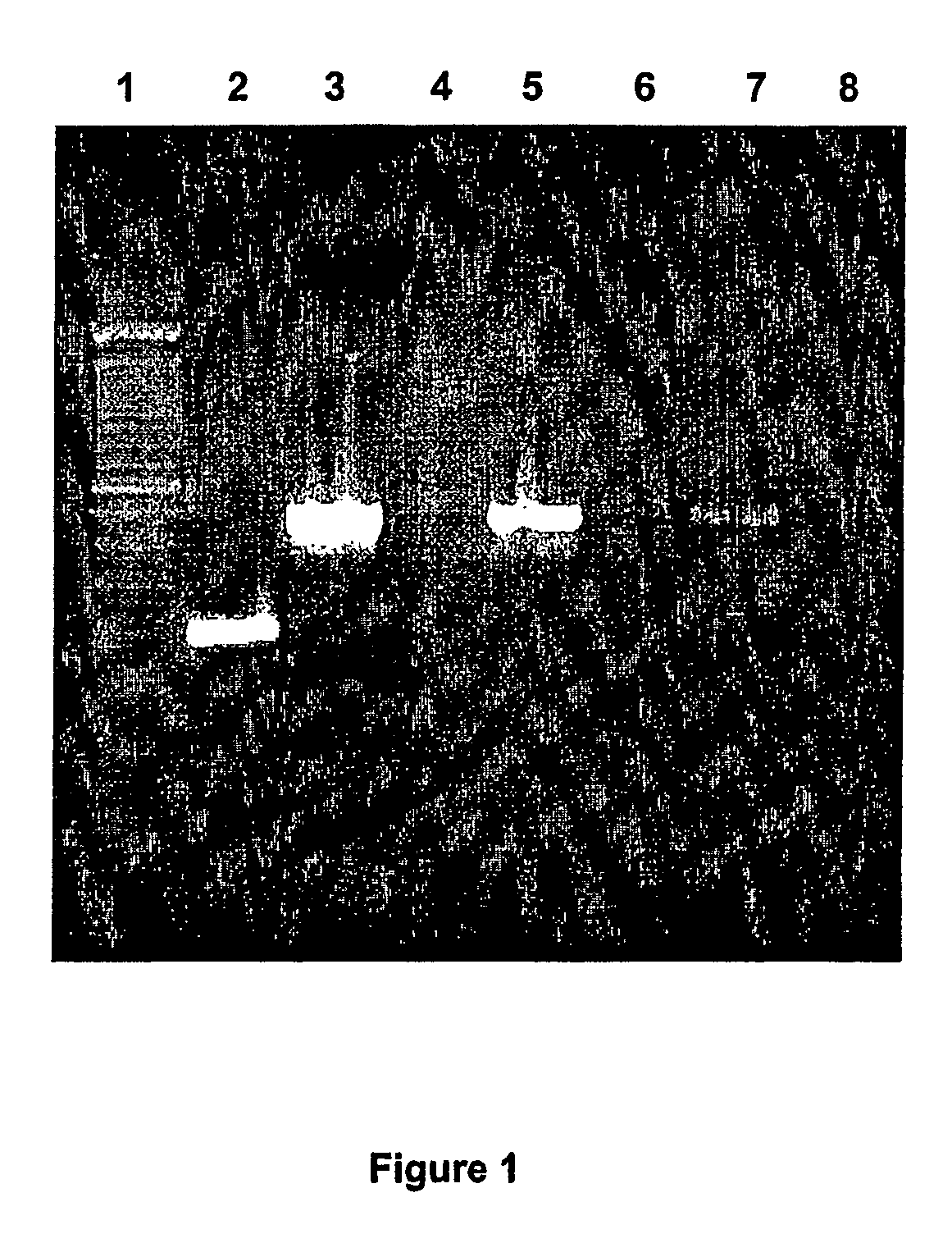 Method for isolating hepatocytes