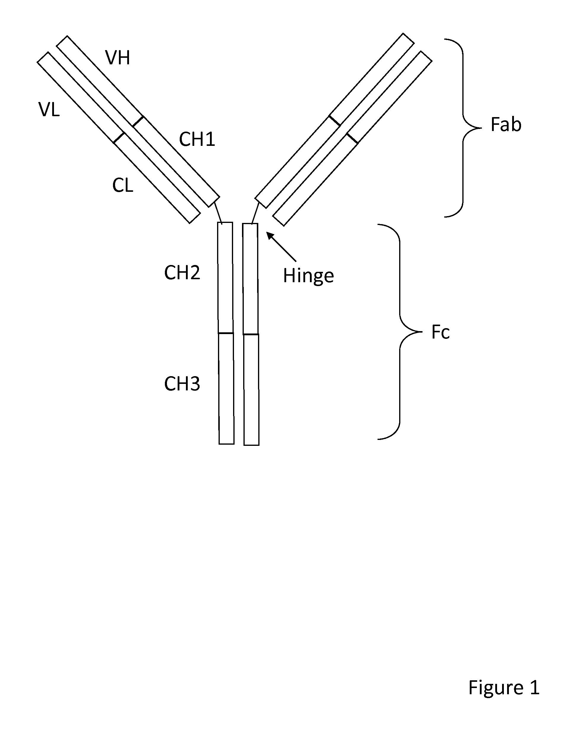 Method of correlated mutational analysis to improve therapeutic antibodies