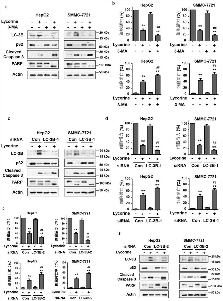 Application of the agent for reducing the expression or activity of lc-3b in the preparation of a drug that enhances lycorine's anti-liver cancer activity