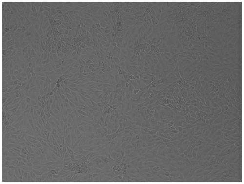 Method for directly culturing porcine reproductive and respiratory syndrome virus vaccine by using Marc-145 full-suspension cells