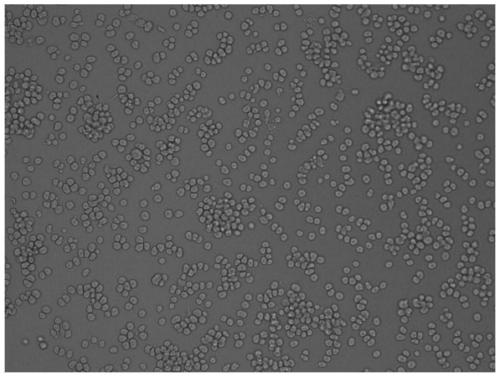 Method for directly culturing porcine reproductive and respiratory syndrome virus vaccine by using Marc-145 full-suspension cells