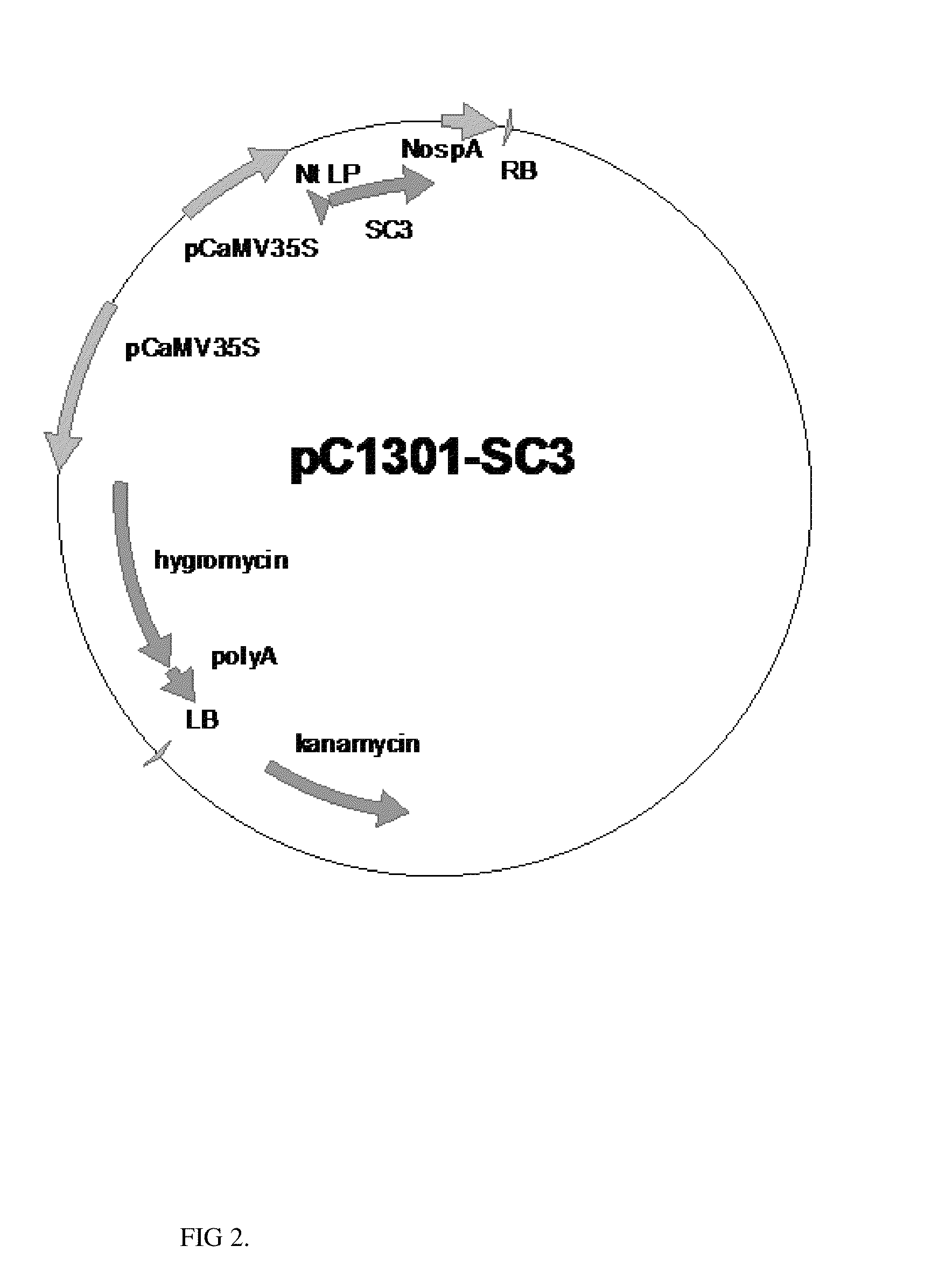 Method for hydrophobin production in plants and methods to produce hydrophobin multimers in plants and microbes