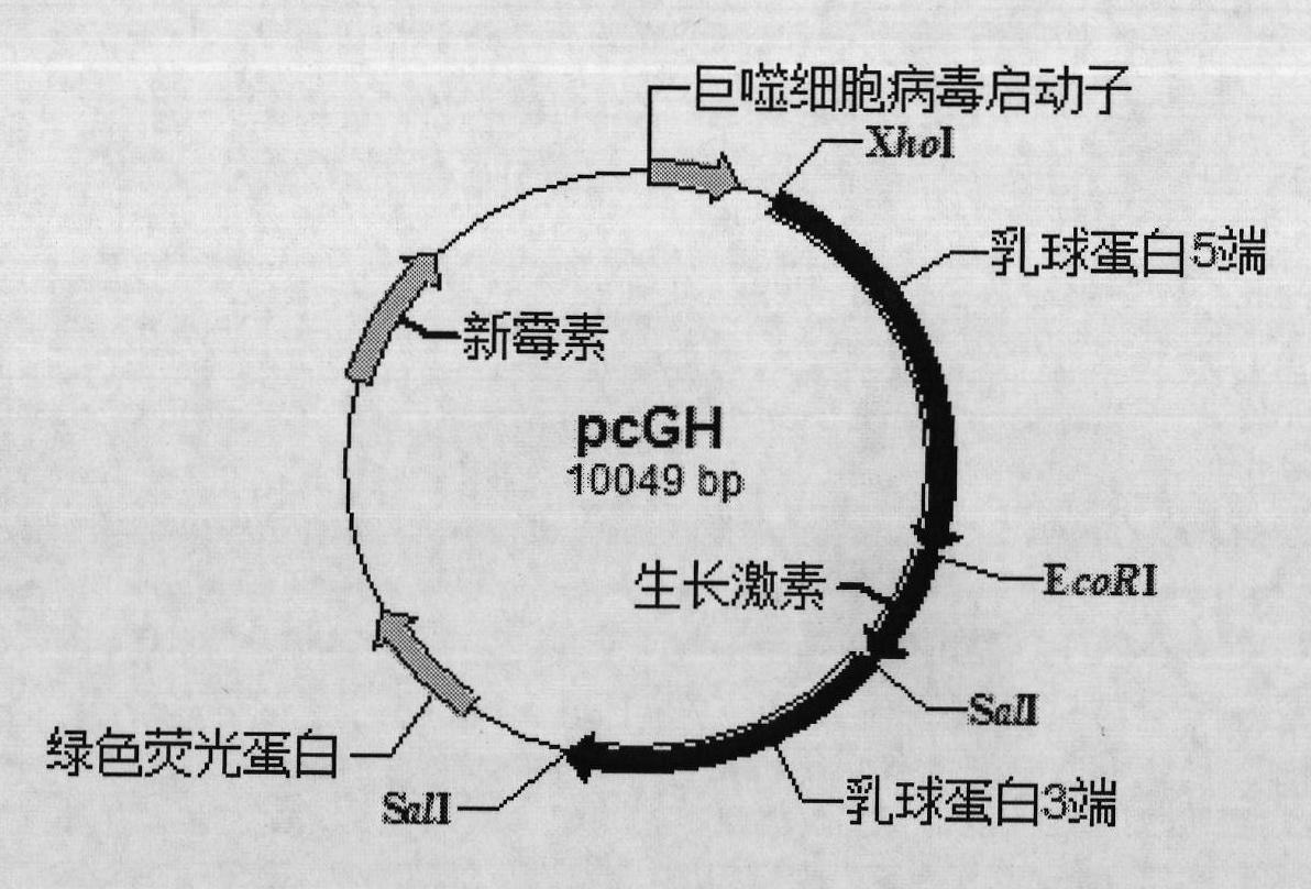 Mammary gland specificity expression vector efficiently expressing goat growth hormone (GH)