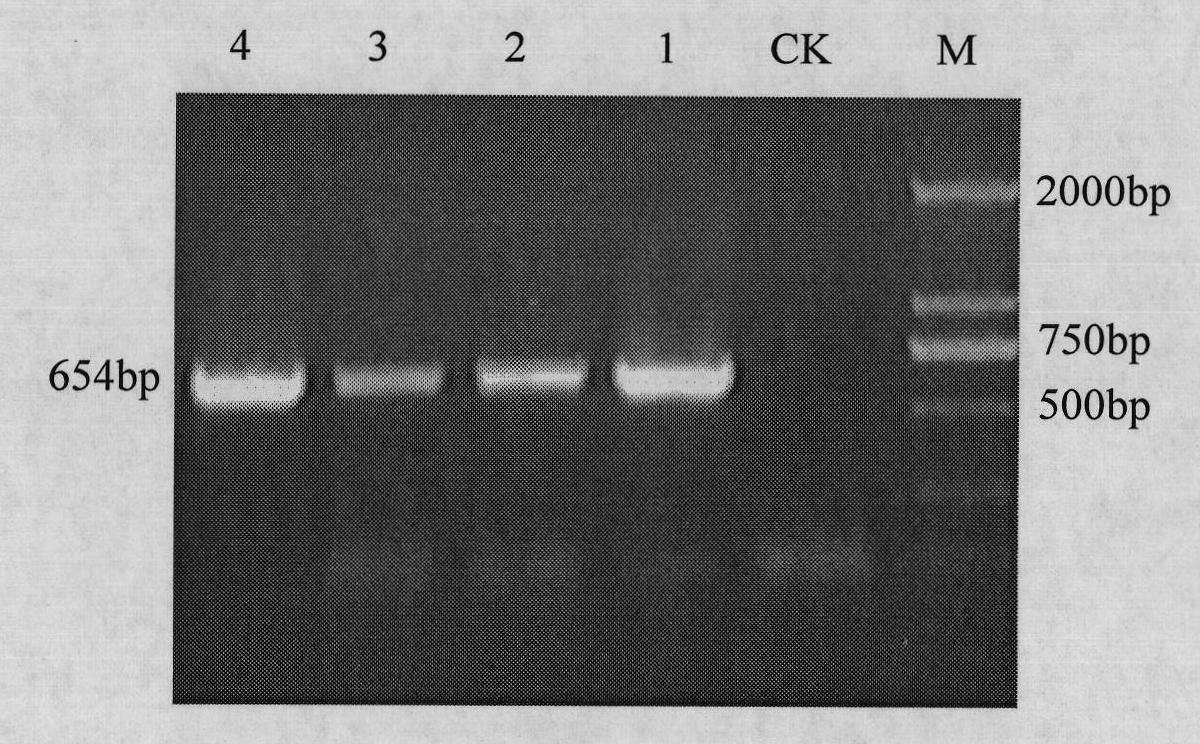 Mammary gland specificity expression vector efficiently expressing goat growth hormone (GH)