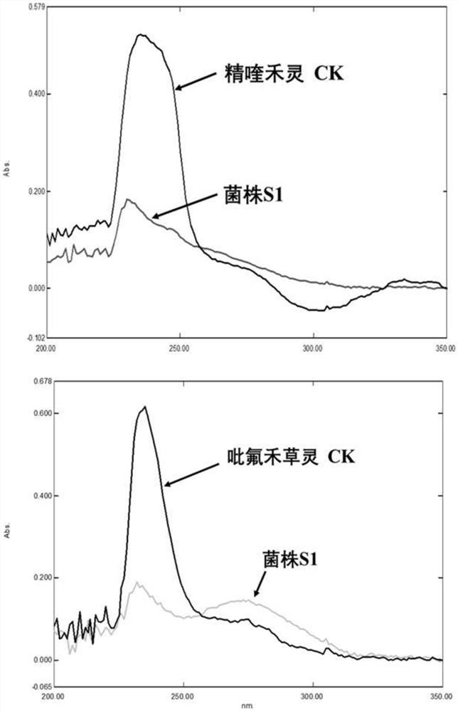 Strain capable of simultaneously degrading two isomers of chiral herbicide quizalofop-p-ethyl and application of strain