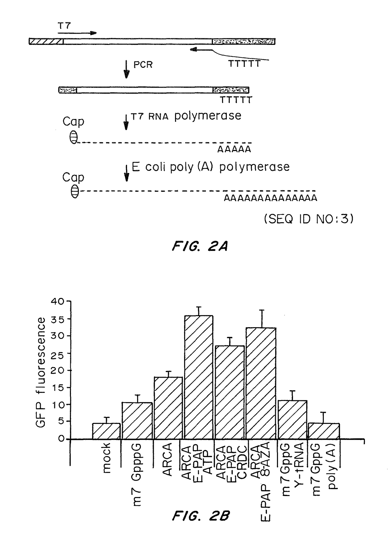 Cells prepared by transient transfection and methods of use thereof