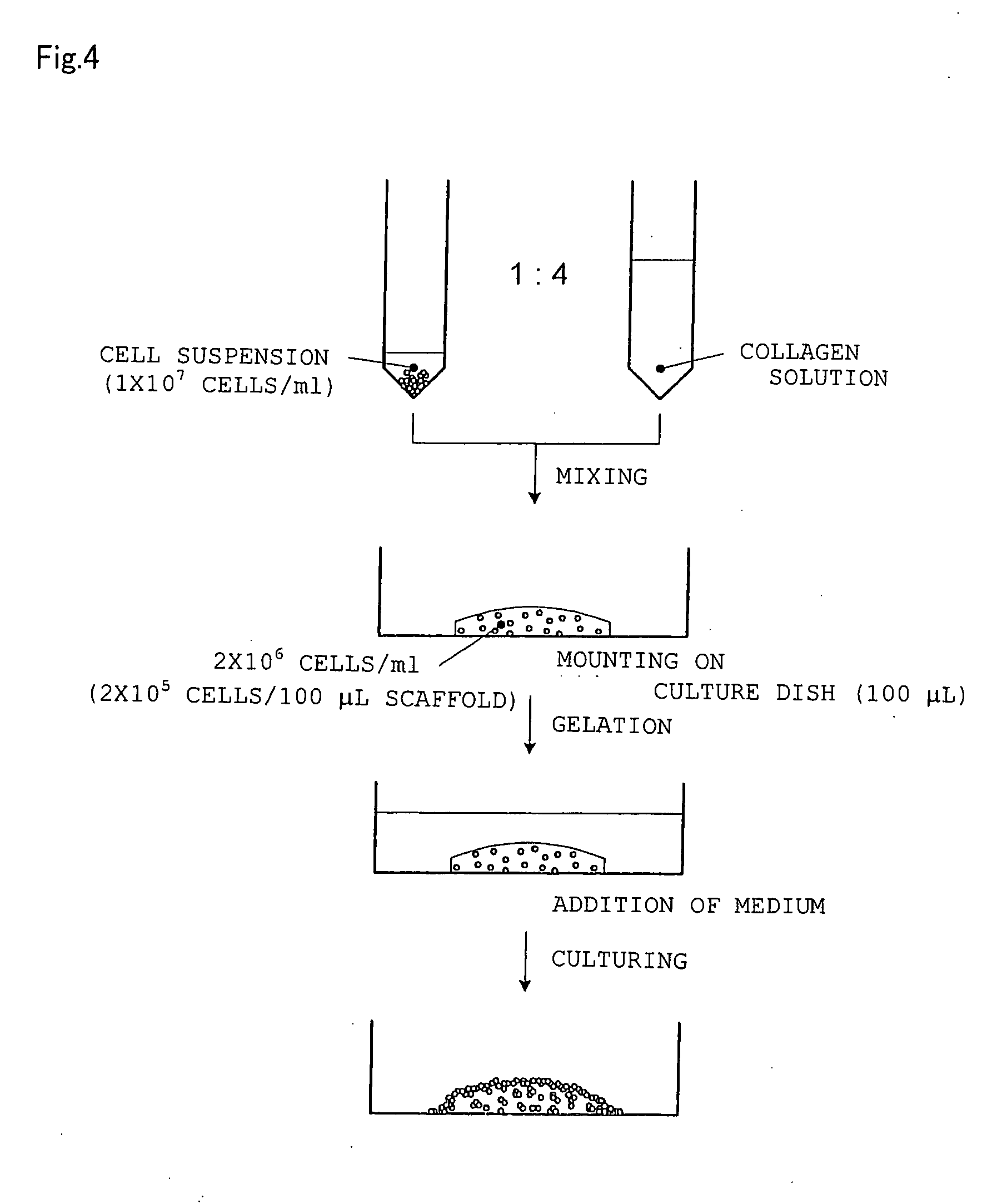 Tissue equivalent for transplantation and method for producing same