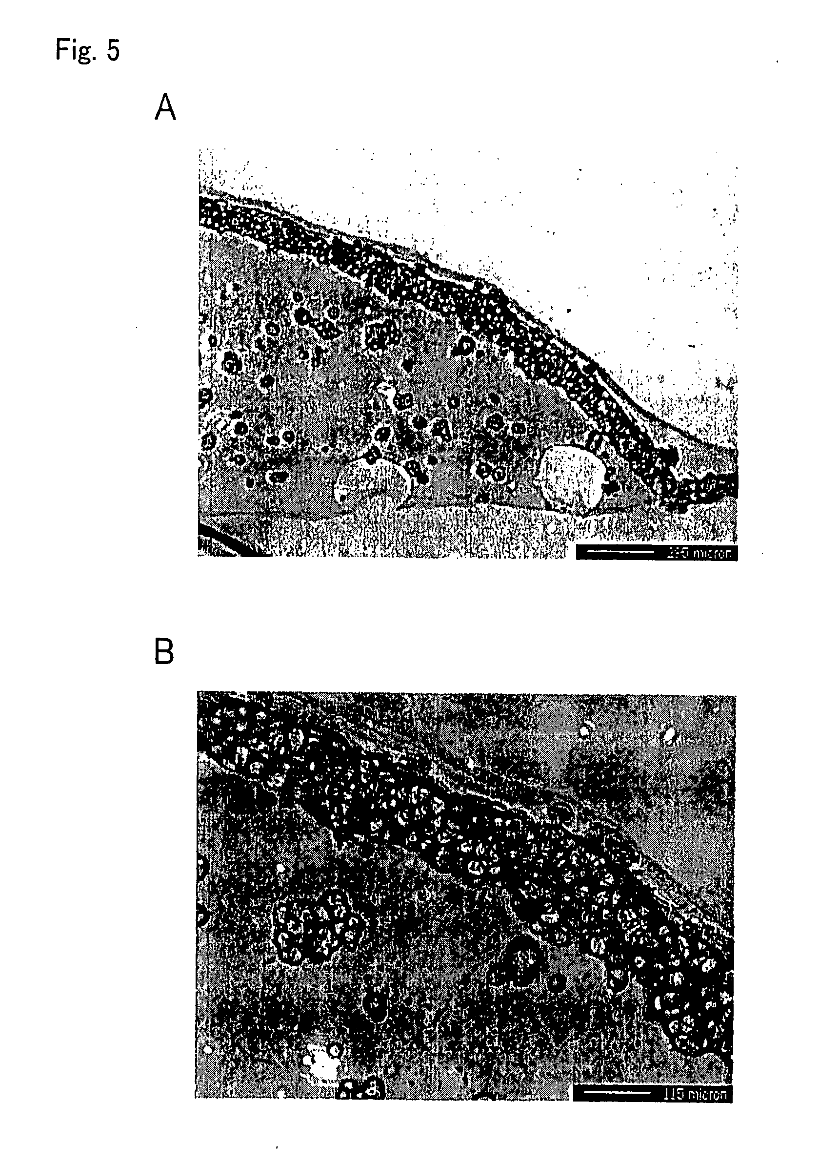 Tissue equivalent for transplantation and method for producing same