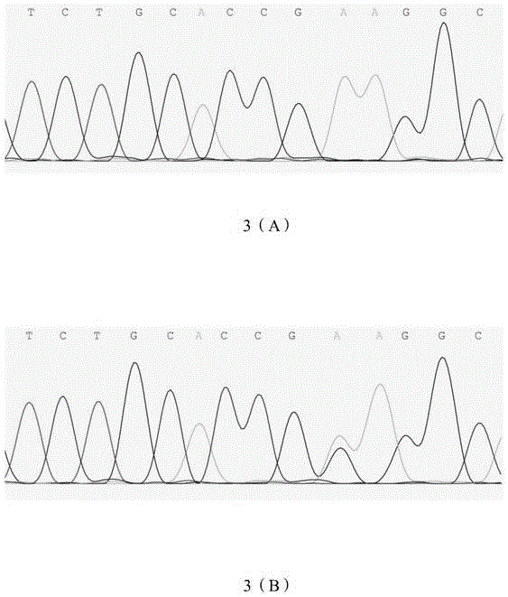 Application and detection method of single-stranded nucleotide sequence of inha gene as animal superovulation molecular marker