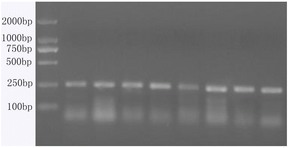 Application and detection method of single-stranded nucleotide sequence of inha gene as animal superovulation molecular marker