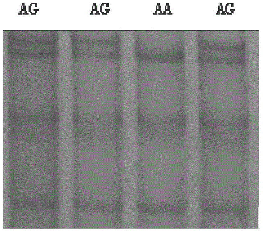 Application and detection method of single-stranded nucleotide sequence of inha gene as animal superovulation molecular marker