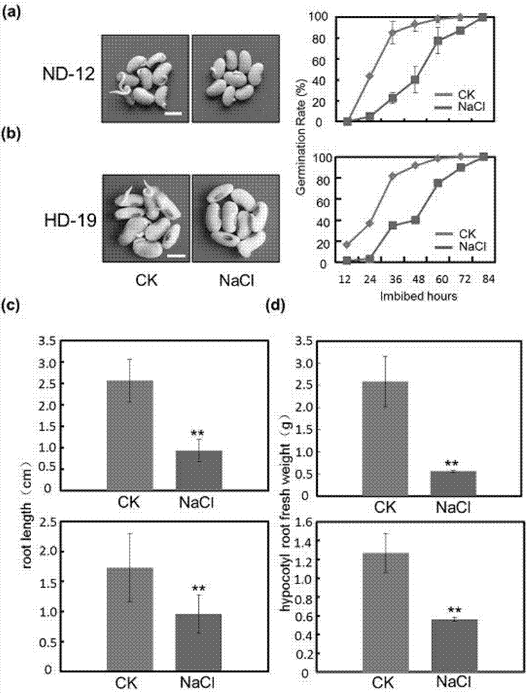 Method for improving germination of soybean seed under NaCl stress