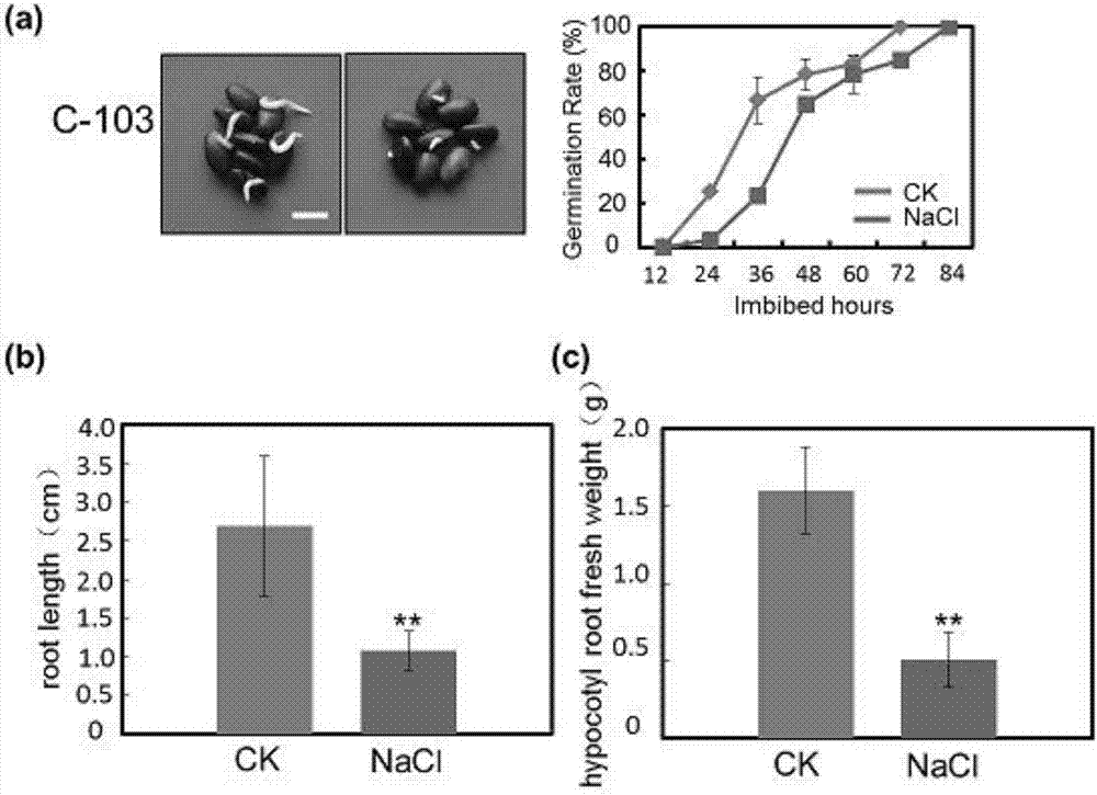 Method for improving germination of soybean seed under NaCl stress