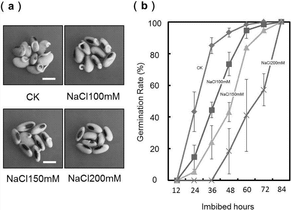 Method for improving germination of soybean seed under NaCl stress