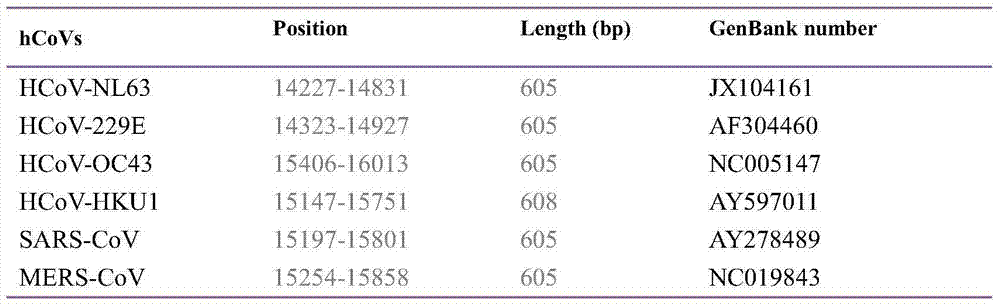 Universal primer sequence for detecting human coronavirus infection and detection method