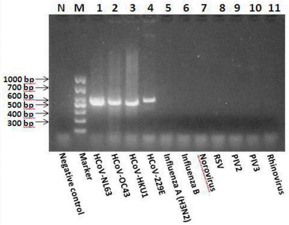 Universal primer sequence for detecting human coronavirus infection and detection method