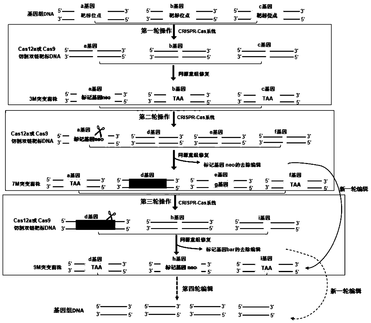 System for multi-round editing of fungal genome by CRISPR system and method thereof