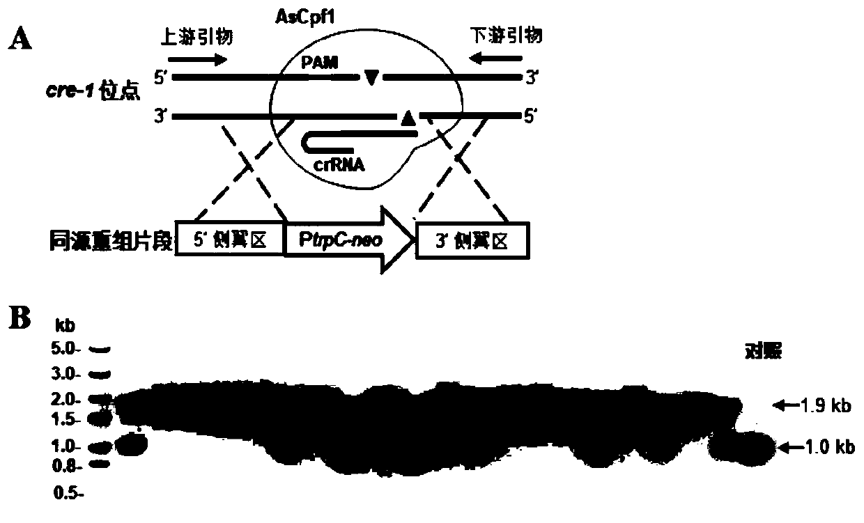 System for multi-round editing of fungal genome by CRISPR system and method thereof