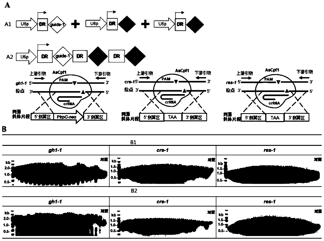 System for multi-round editing of fungal genome by CRISPR system and method thereof