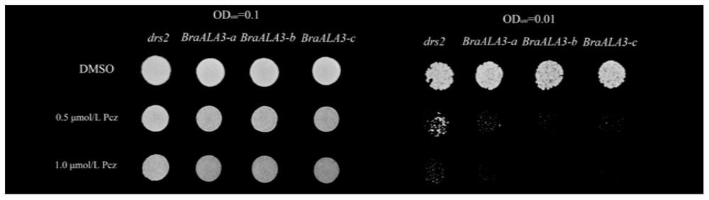 Application of brassica rapa brassica BraALA3 and BraENT1 gene families in regulation and control of absorption and accumulation of propiconazole